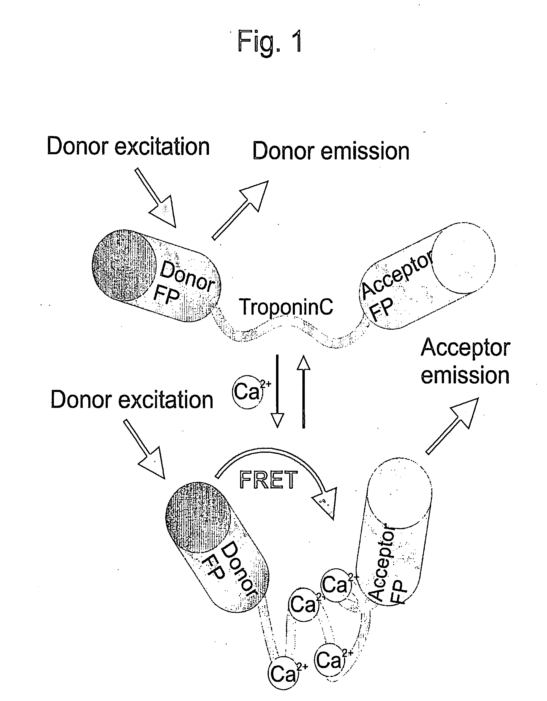 Genetically encoded bioindicators of calcium-ions