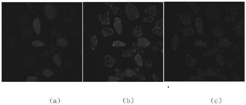 Multifunctional switch-type fluorescent carbon quantum dot and preparation method and application thereof