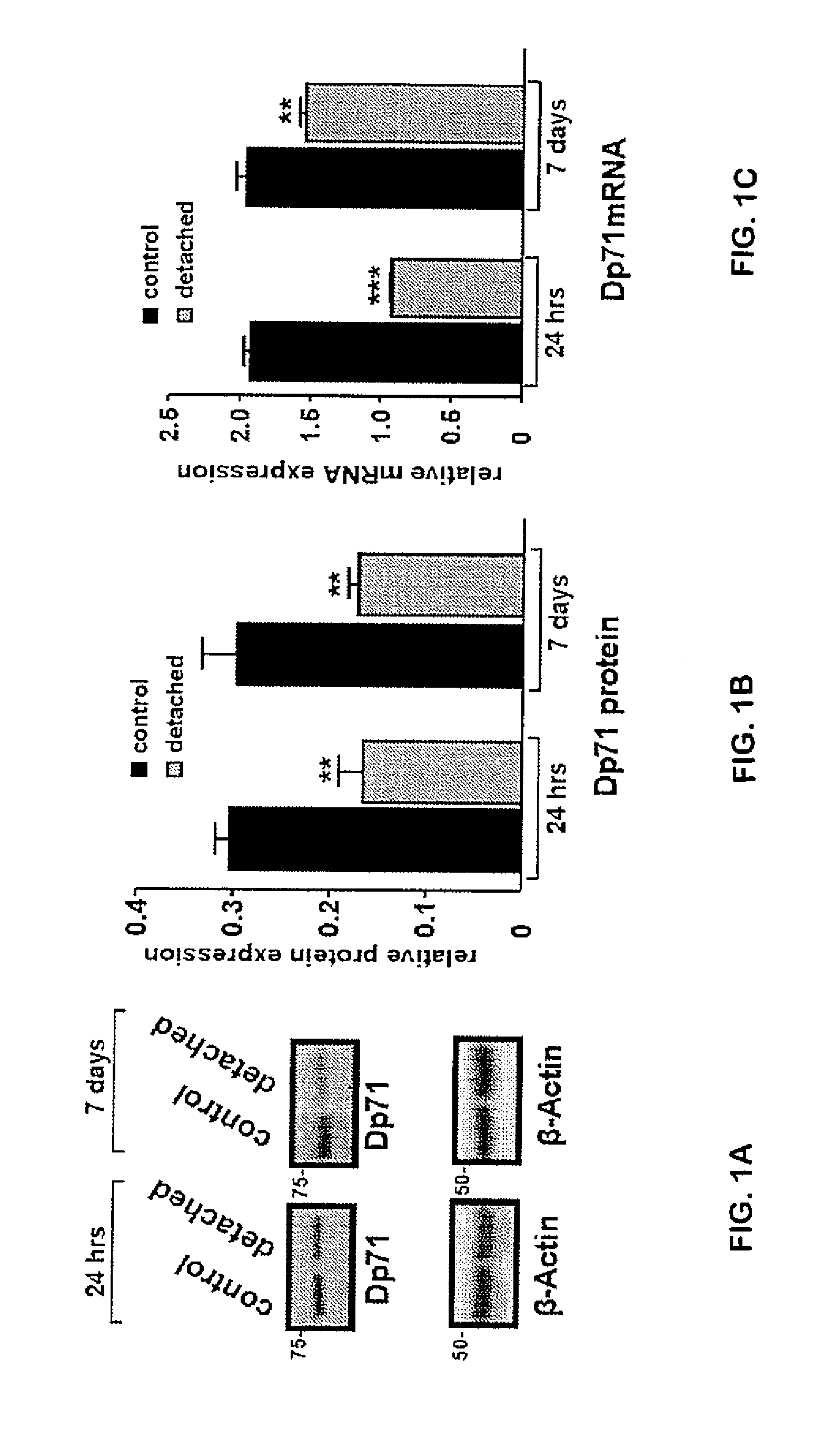 Non Human Animal Models for Increased Retinal Vascular Permeability