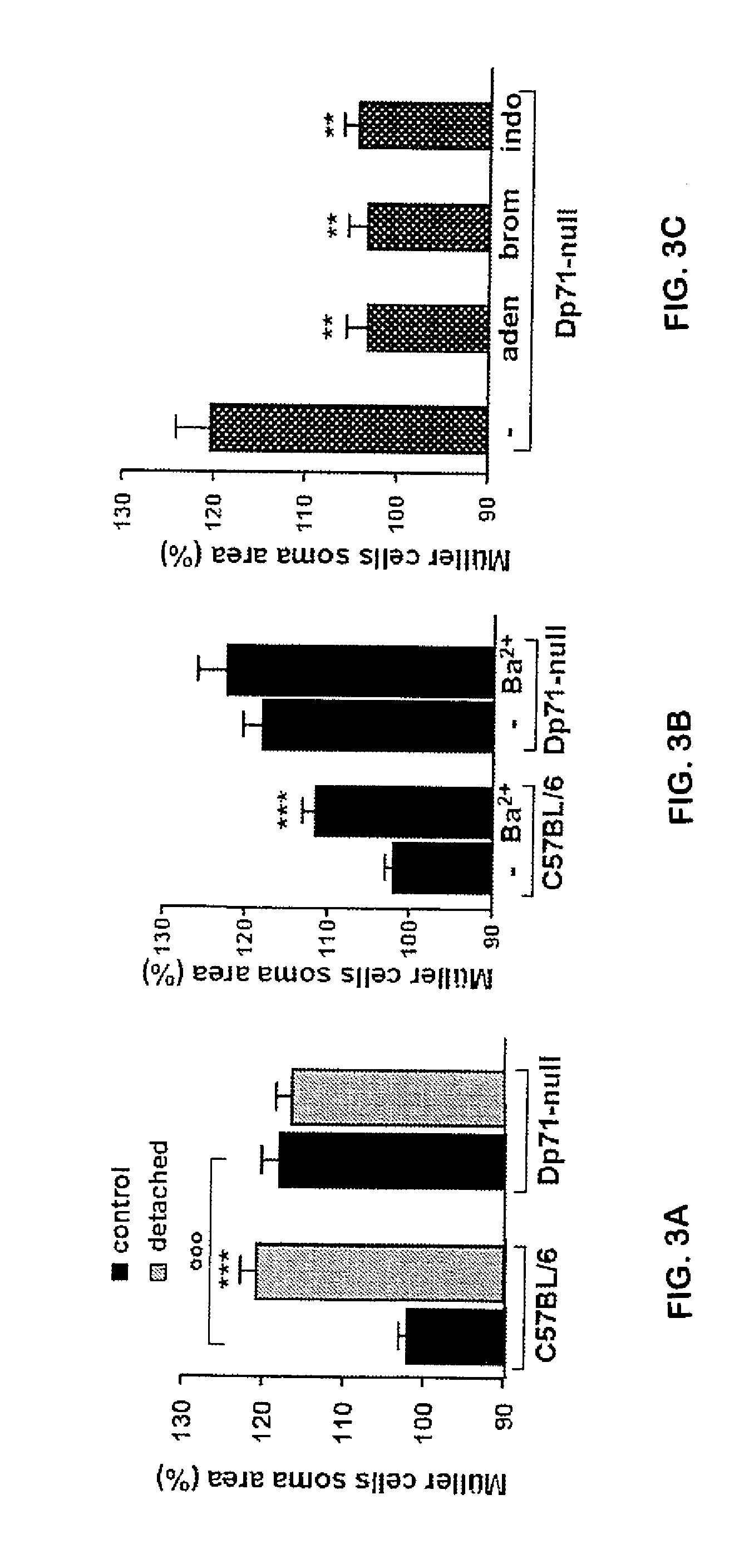 Non Human Animal Models for Increased Retinal Vascular Permeability