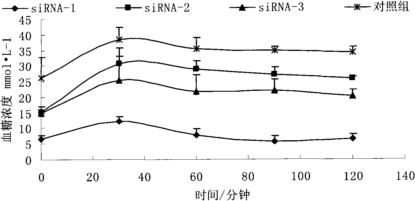 RNA interference sequence of glucagon receptor gene