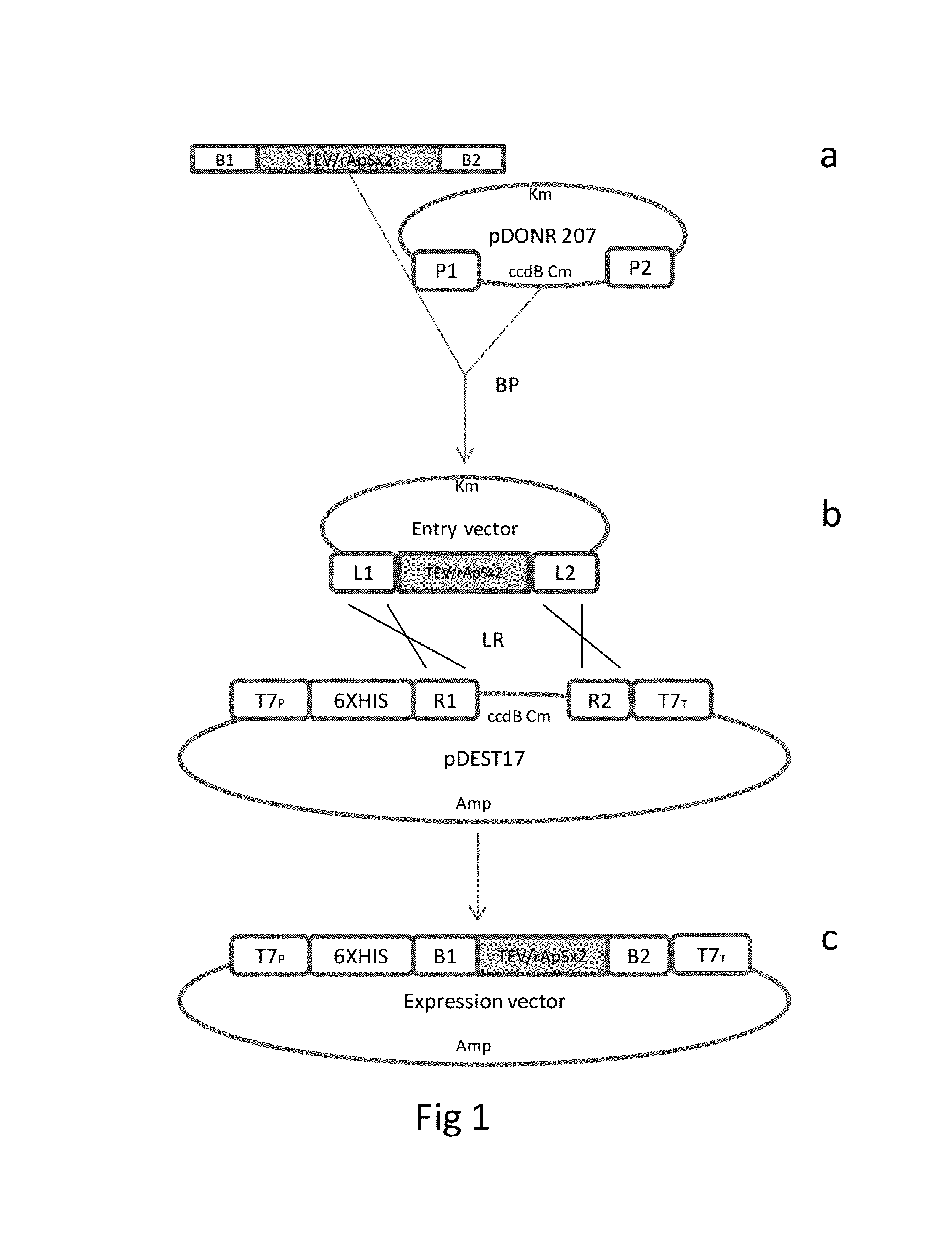 Chimeric gene for heterologous expression which encodes for peptides with antimicrobial activity