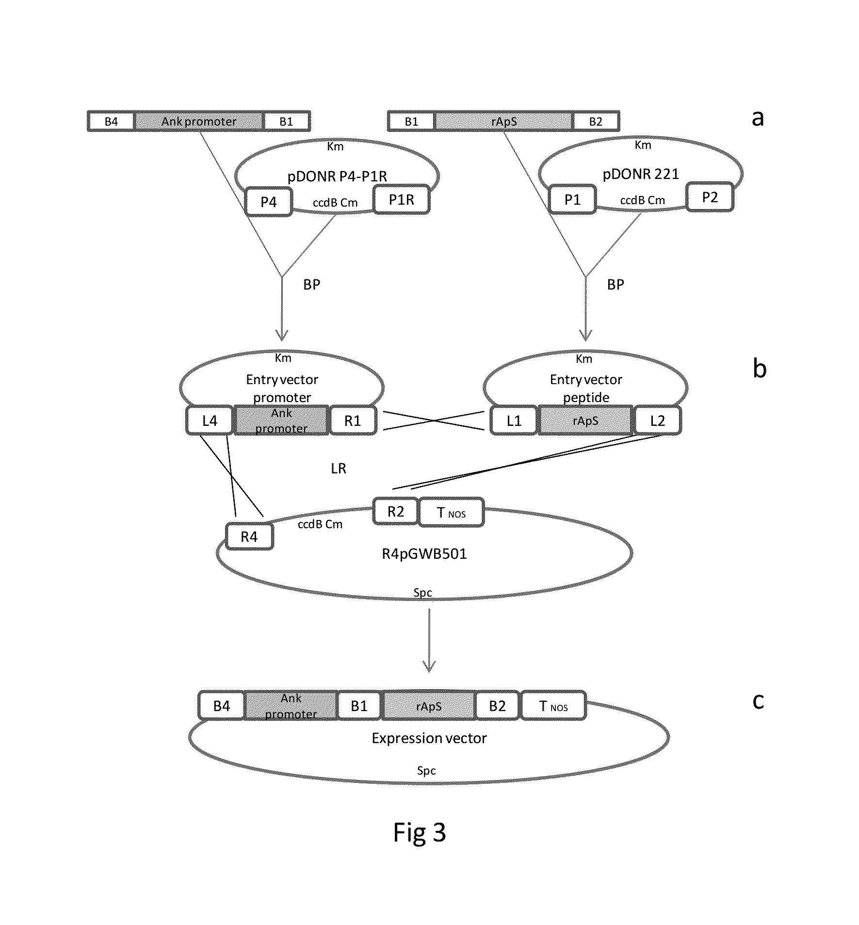 Chimeric gene for heterologous expression which encodes for peptides with antimicrobial activity