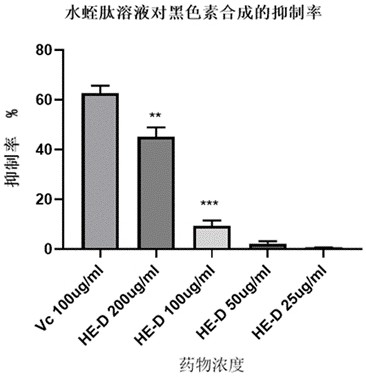 Application of leech peptide HE-D in skin care and whitening