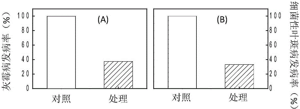 Applications of linoleoylethanolamine in improvement of gray mold resistance and bacterial leaf spot resistance of plants