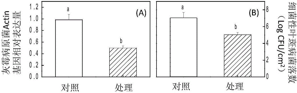 Applications of linoleoylethanolamine in improvement of gray mold resistance and bacterial leaf spot resistance of plants