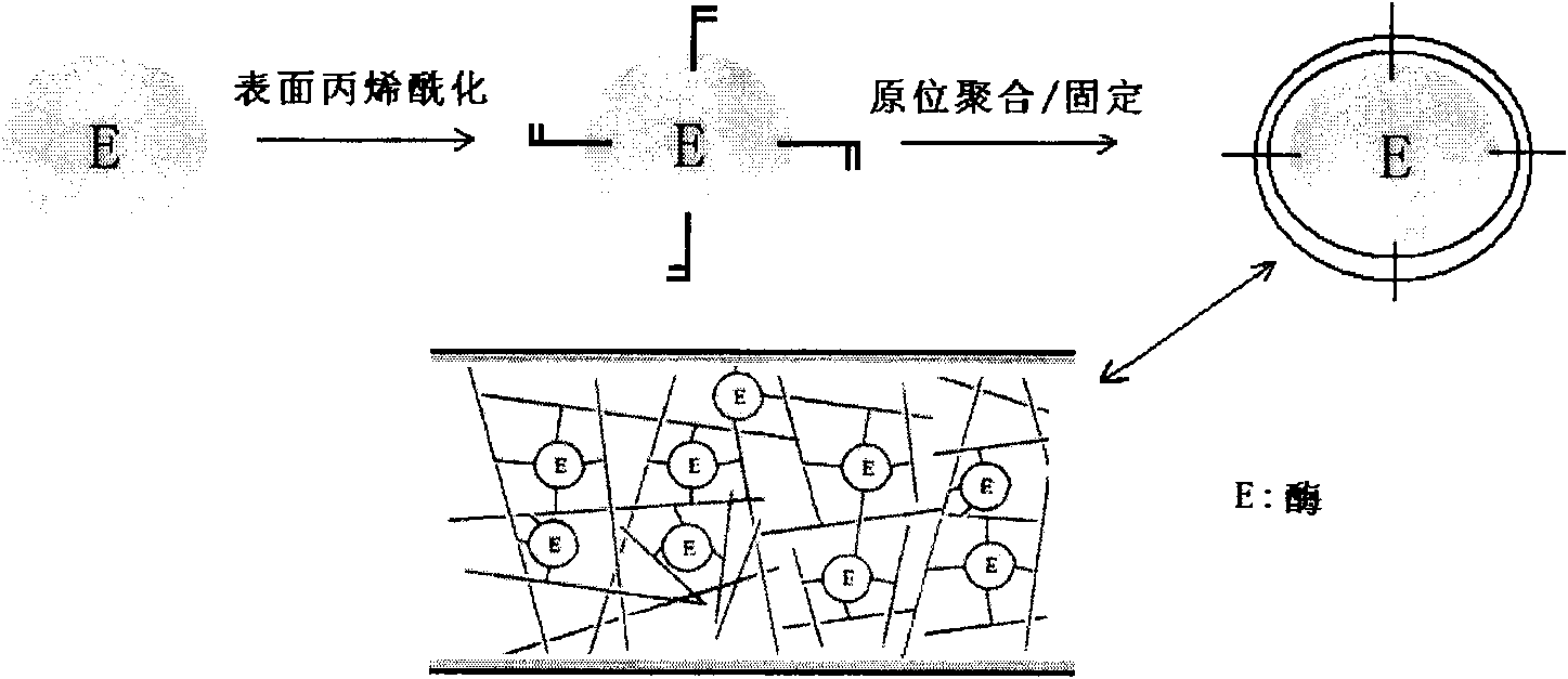 Preparation method of protein quick enzymolysis monolithic column through in situ polymerization and application thereof