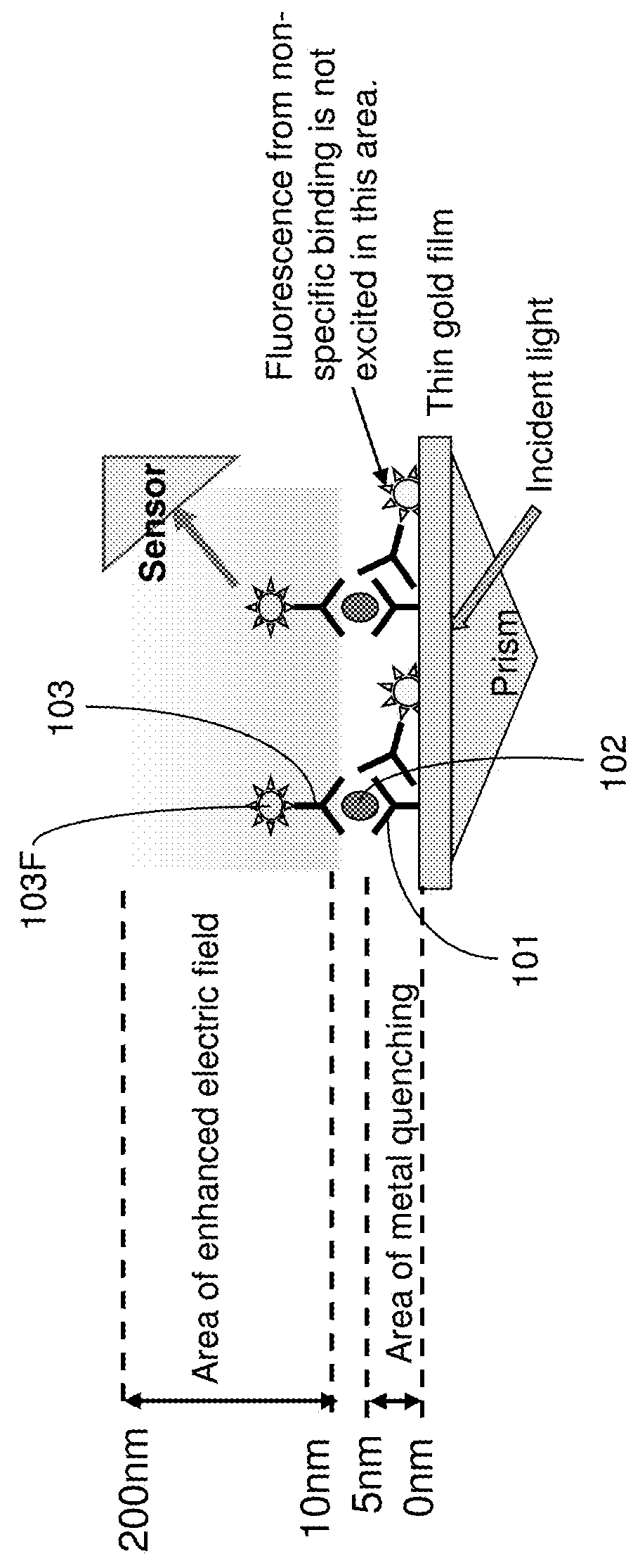 Detection of biological molecules using surface plasmon field enhanced fluorescence spectroscopy (SPFS) combined with isotachophoresis (ITP)