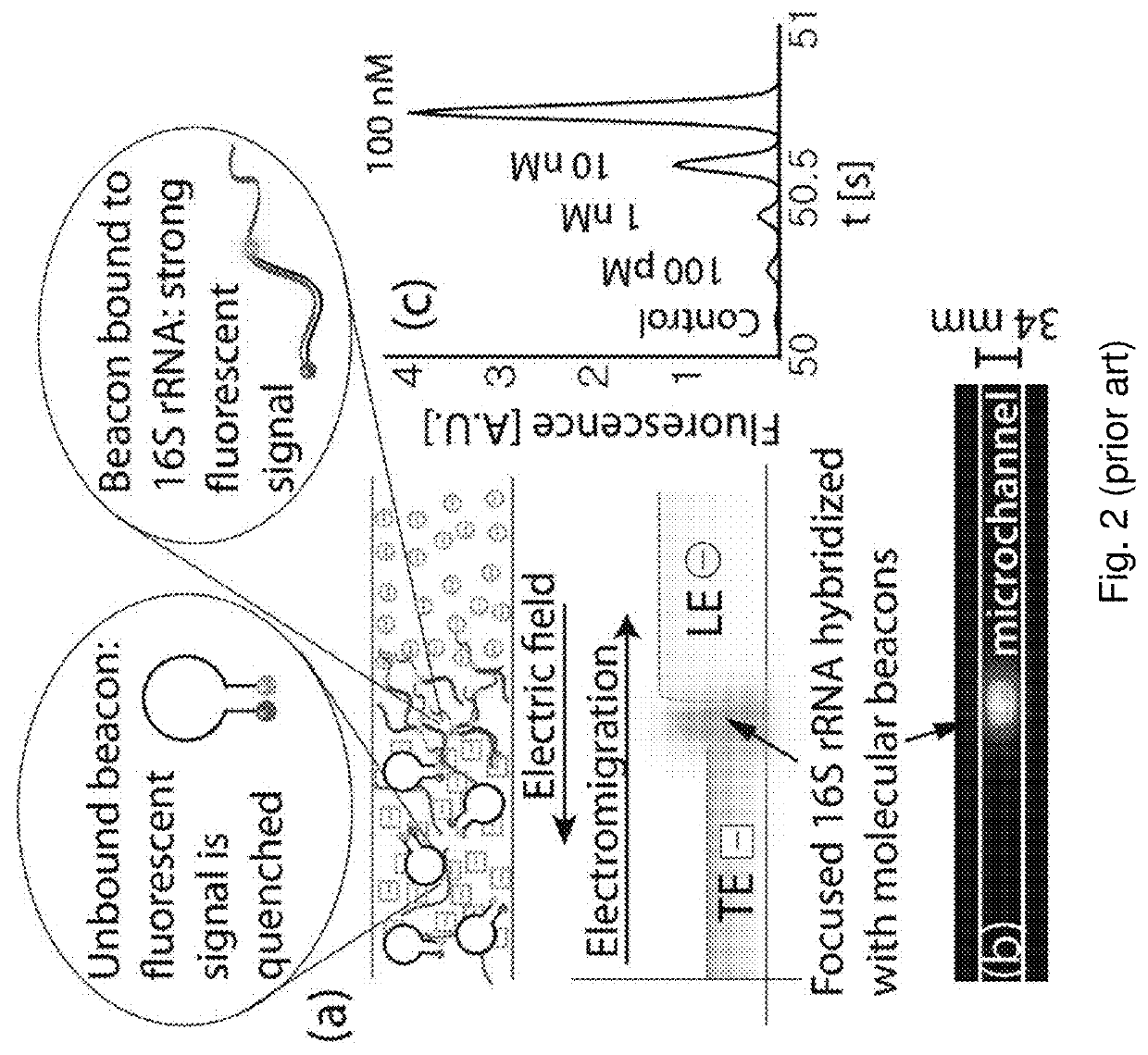 Detection of biological molecules using surface plasmon field enhanced fluorescence spectroscopy (SPFS) combined with isotachophoresis (ITP)