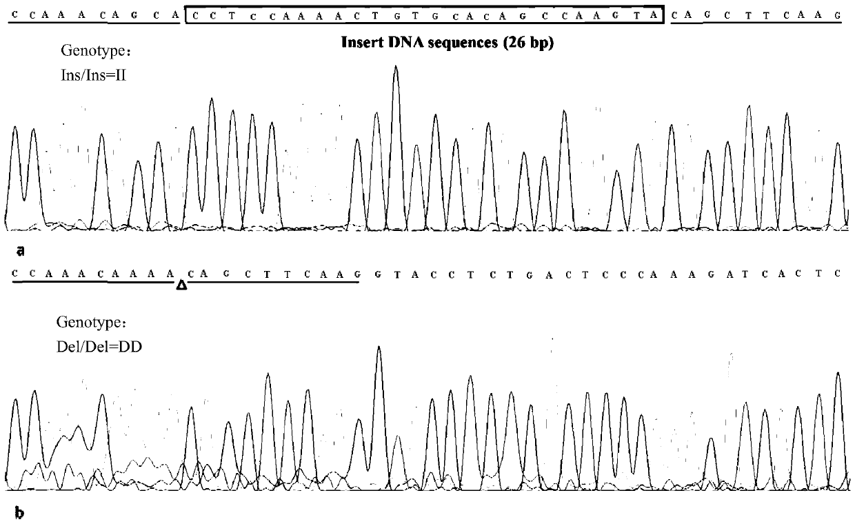 A kind of detection method and application of goat ctnnb1 gene insertion/deletion