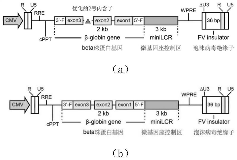 Lentiviral vector applicable to gene therapy of thalassemia and sickle anemia