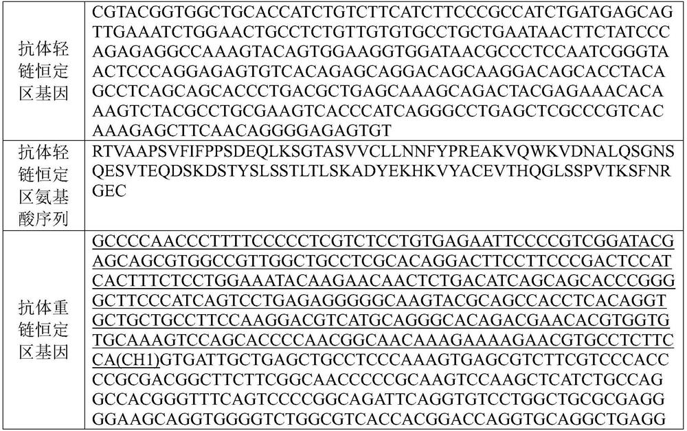 Novel coronavirus single-chain antibody, quality control product and preparation method