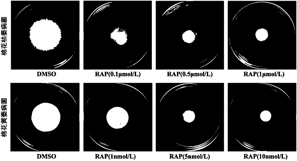 New application of tor protein inhibitor to inhibit Fusarium wilt and Verticillium dahliae