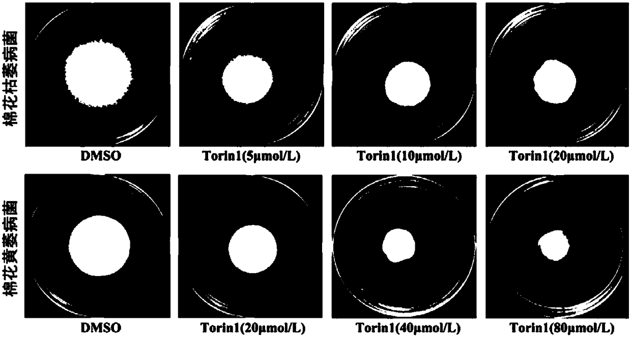 New application of tor protein inhibitor to inhibit Fusarium wilt and Verticillium dahliae