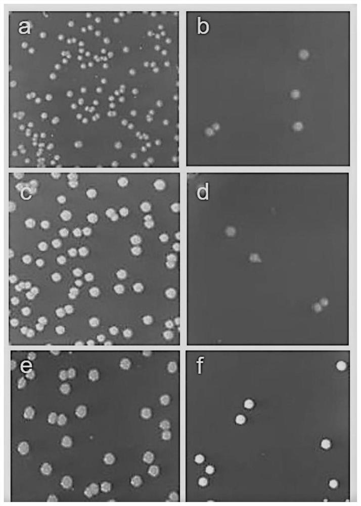 An antibacterial heat conducting material