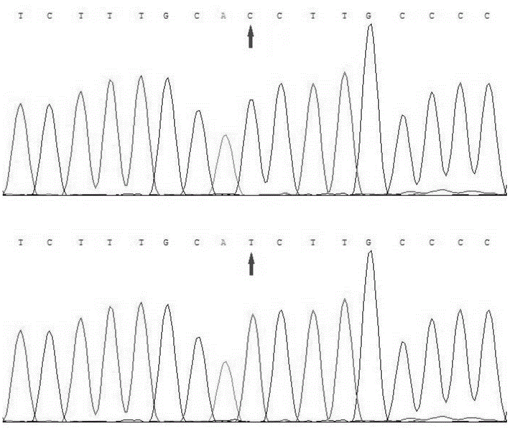 Method for identifying pig back fat thickness and special primer pair thereof