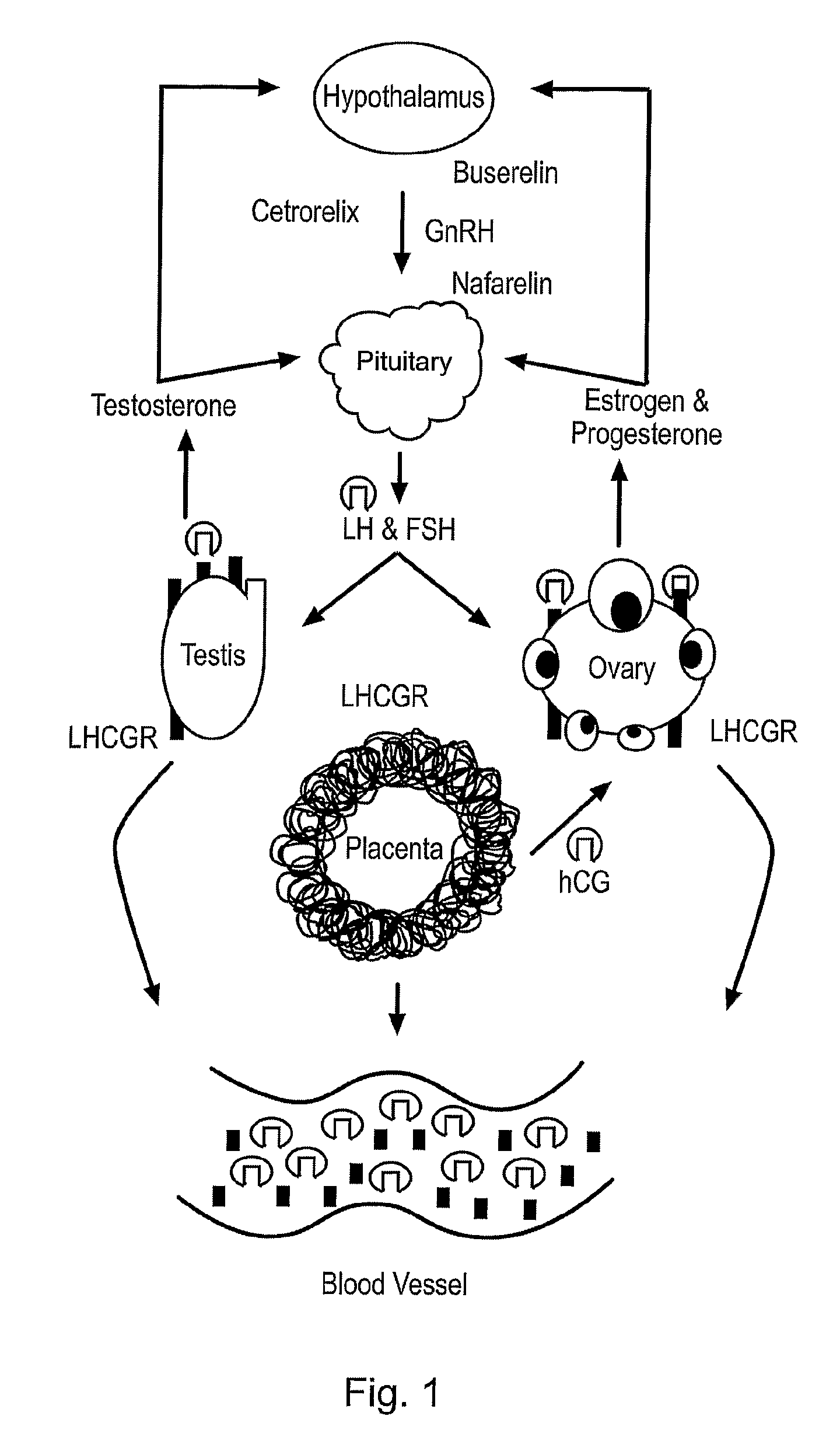 Diagnostic and therapeutic applications of soluble LHCGR protein