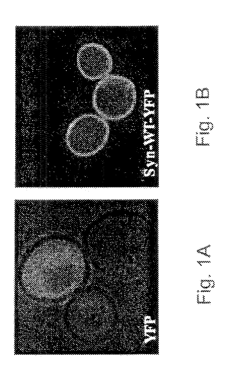 Yeast ectopically expressing abnormally processed proteins and uses therefor