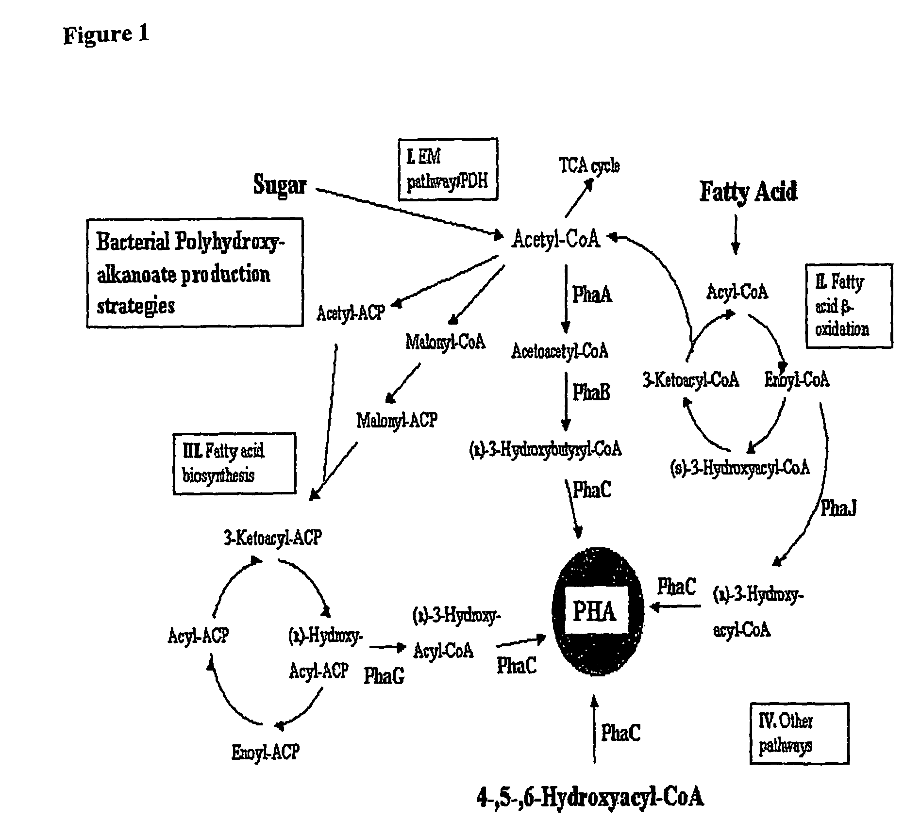 Transgenic plants used as a bioreactor system