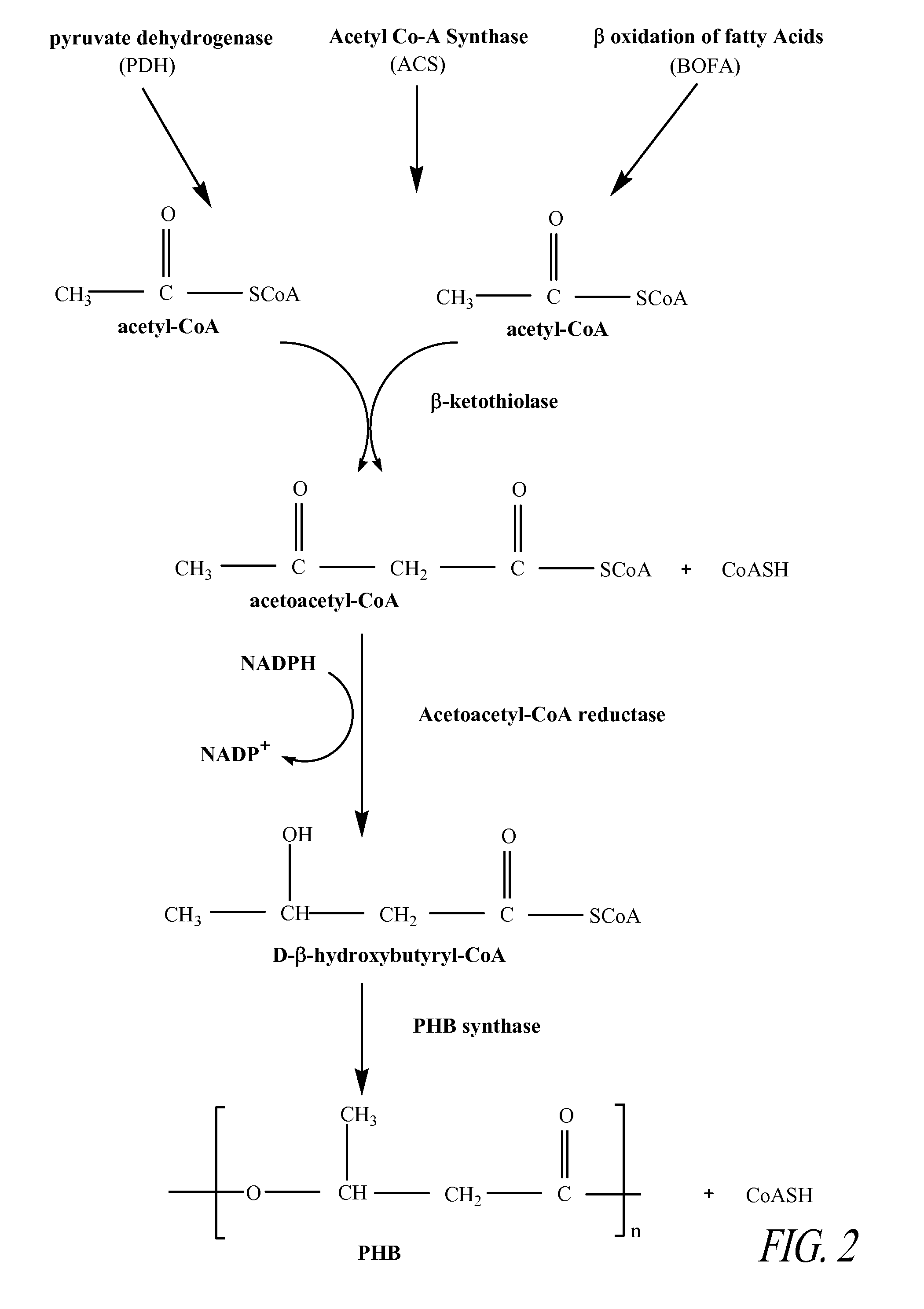 Transgenic plants used as a bioreactor system