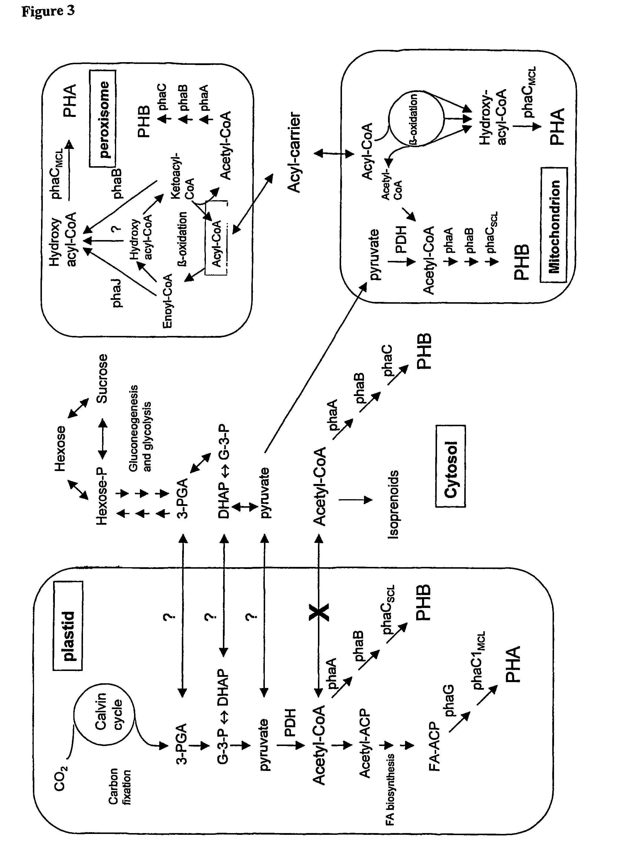 Transgenic plants used as a bioreactor system