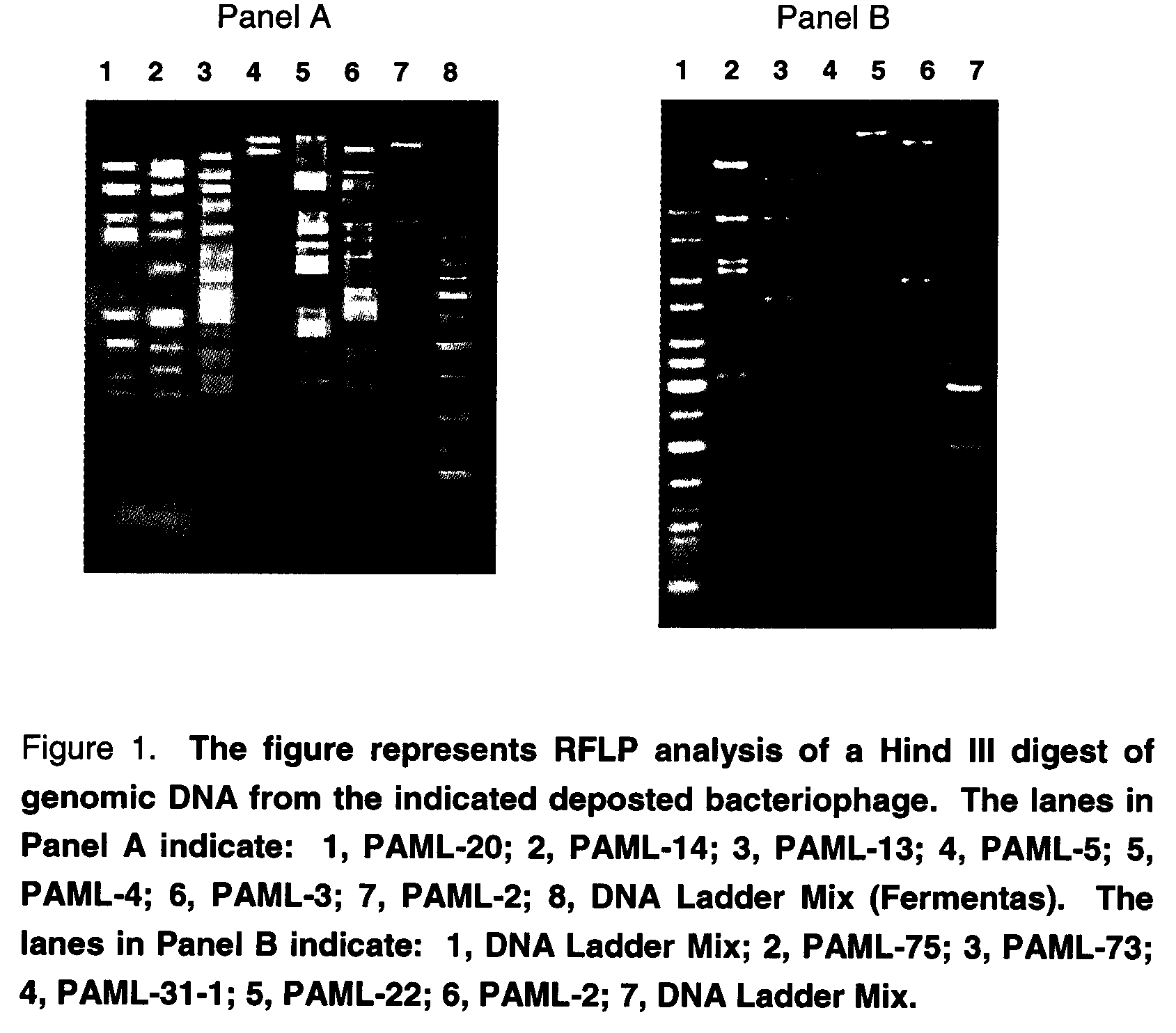 Pseudomonas aeruginosa: bacteriophage and uses thereof