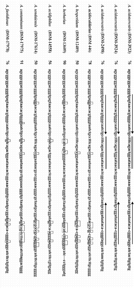 Primer and probe for alicyclobacillus acidoterrestris PCR detection and applications thereof