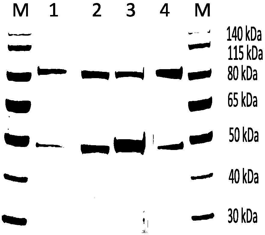 Mutant xanthine dehydrogenase and applications thereof