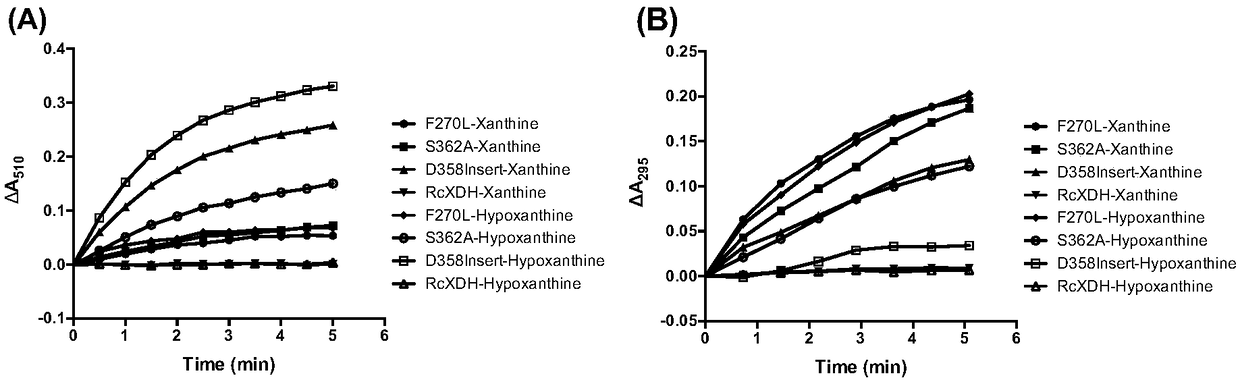 Mutant xanthine dehydrogenase and applications thereof