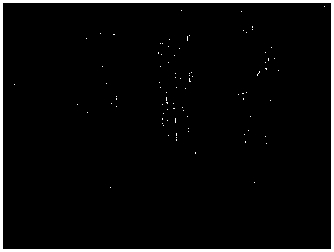 Method for preparing super-hydrophobic zinc alloy surface through infrared lasers