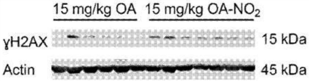 Electrophiles and electrophile pro-drugs as rad51 inhibitors