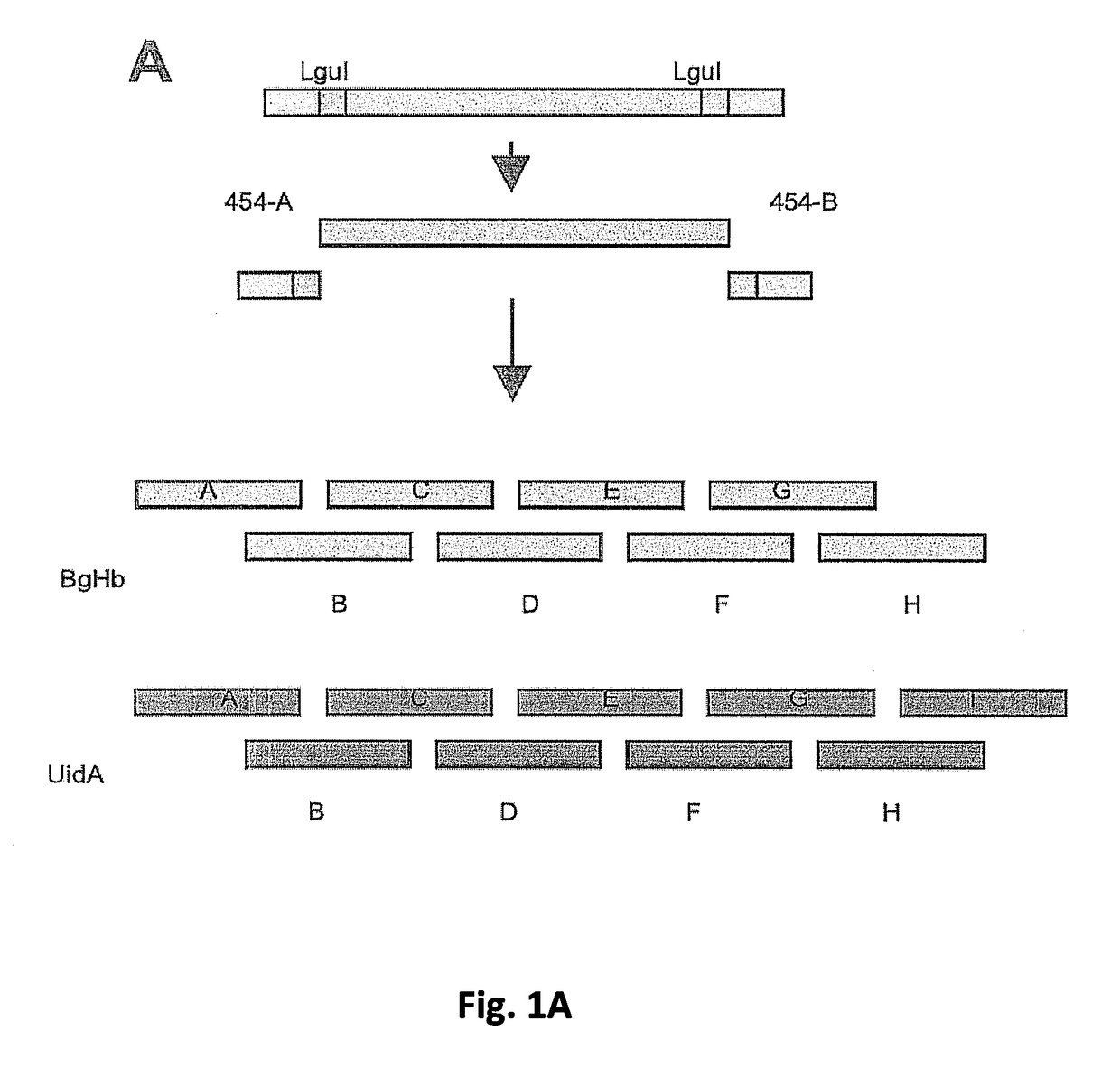 Synthesis of sequence-verified nucleic acids