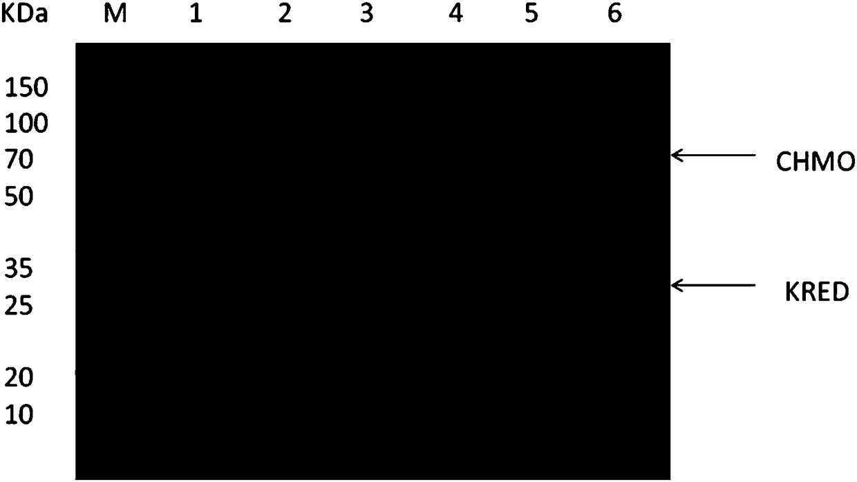 Genetically engineered bacterium of co-expressed cyclohexanone monooxygenase and isopropanol dehydrogenase and application thereof