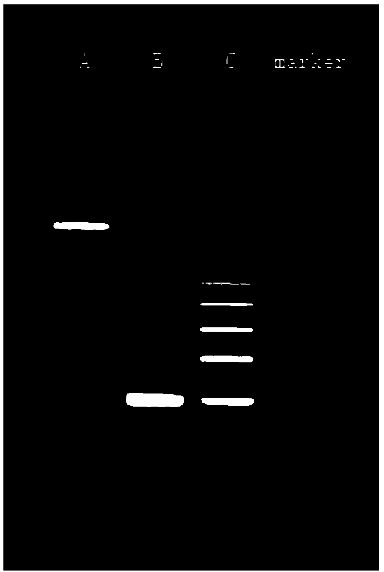 Method for easily and rapidly evaluating efficiency of molecular cloning system