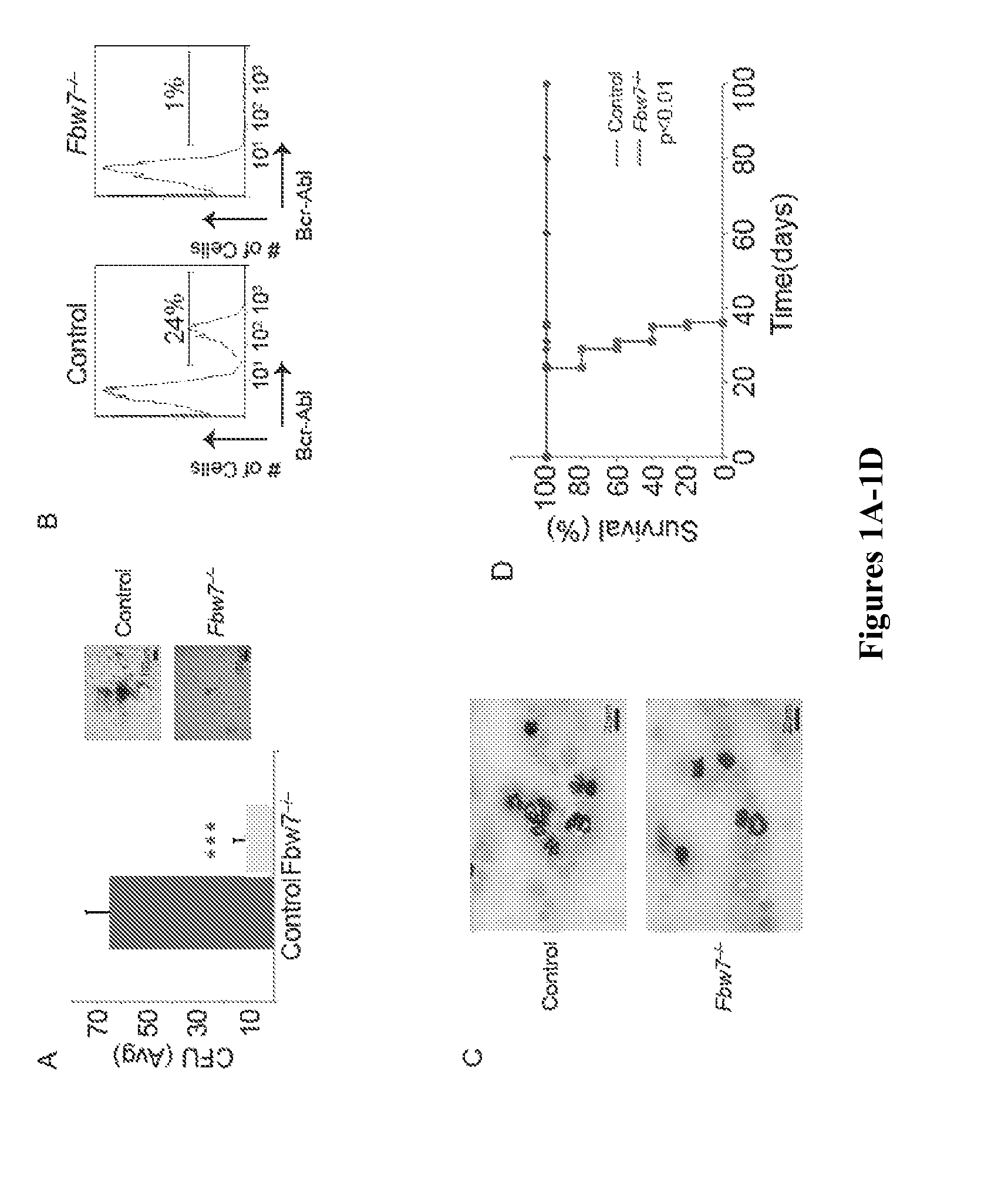 Inhibition of c-Myc ubiquitination to prevent cancer initiation and progression