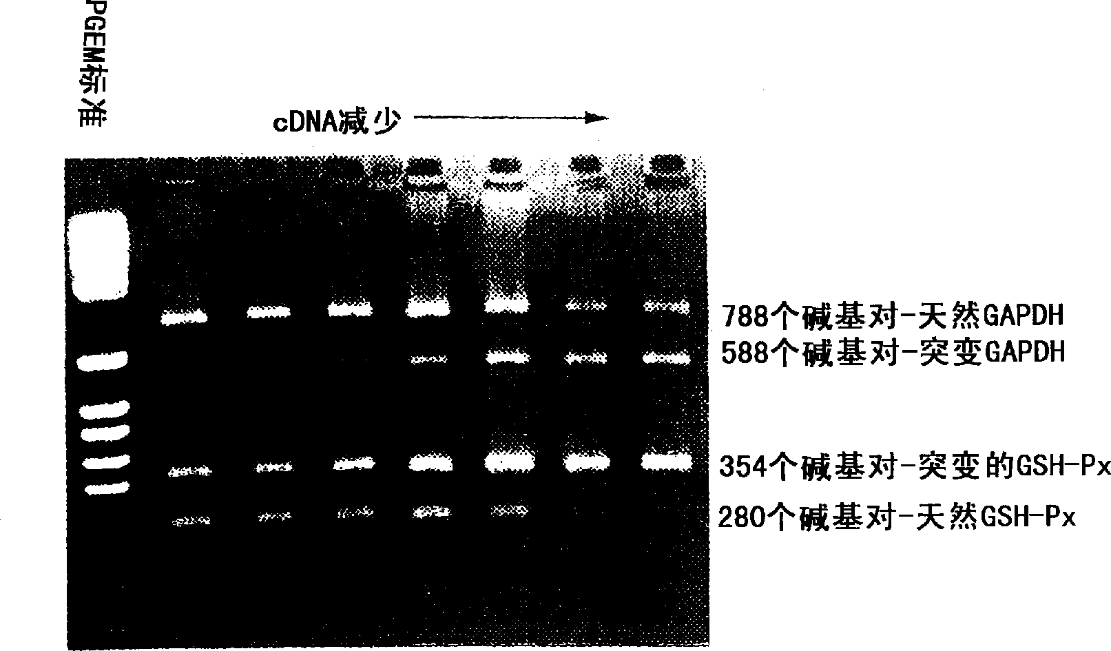 Method for quantitative measurement of gene expression using multiplex competitive reverse transcriptase-polymerase chain reaction