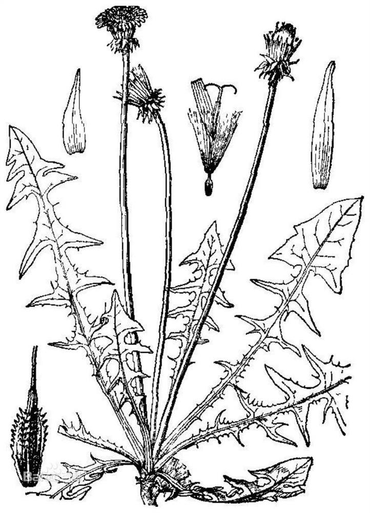 A kind of breeding method of non-shattering dandelion strain