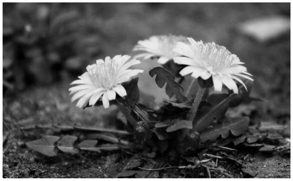 A kind of breeding method of non-shattering dandelion strain