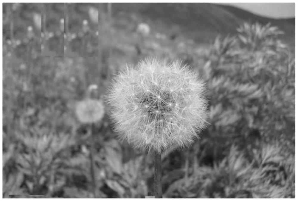 A kind of breeding method of non-shattering dandelion strain