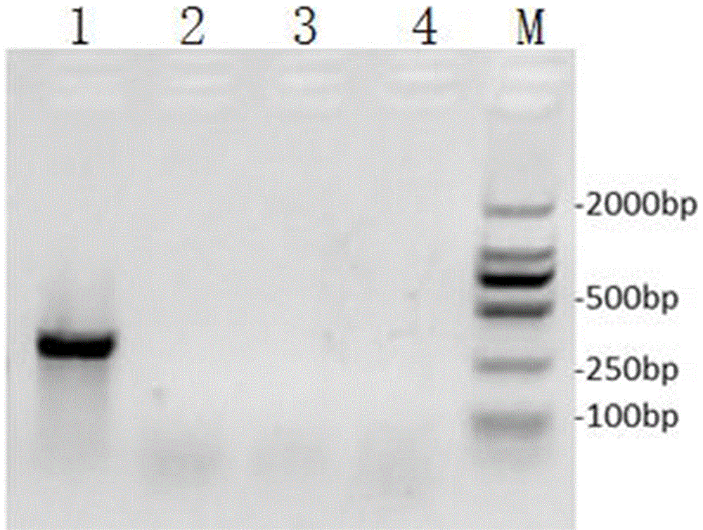 Method for knocking out drug resistance gene mcr-1 through CRISPR-Cas9 in vitro and specialized cell penetrating peptide thereof