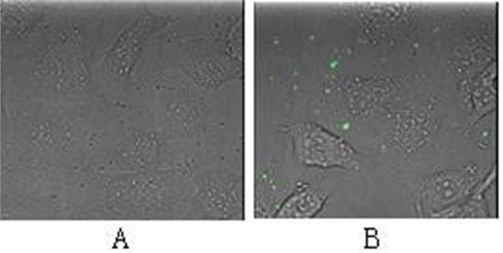 Method for knocking out drug resistance gene mcr-1 through CRISPR-Cas9 in vitro and specialized cell penetrating peptide thereof