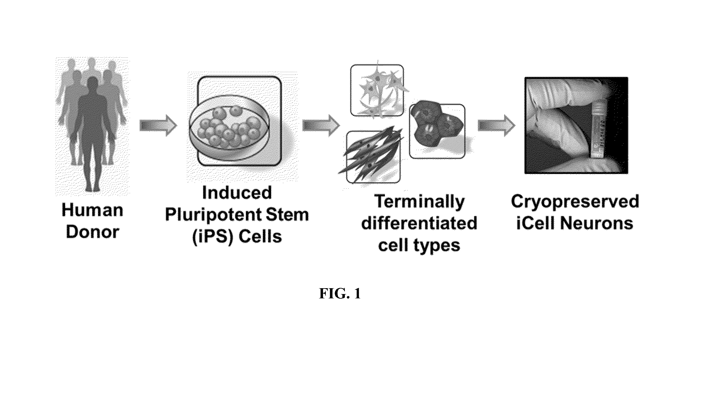 Neural networks formed from cells derived from pluripotent stem cells