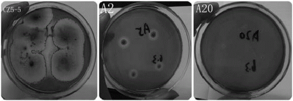 Aspergillus fumigatus strain Bfum-5 and application thereof