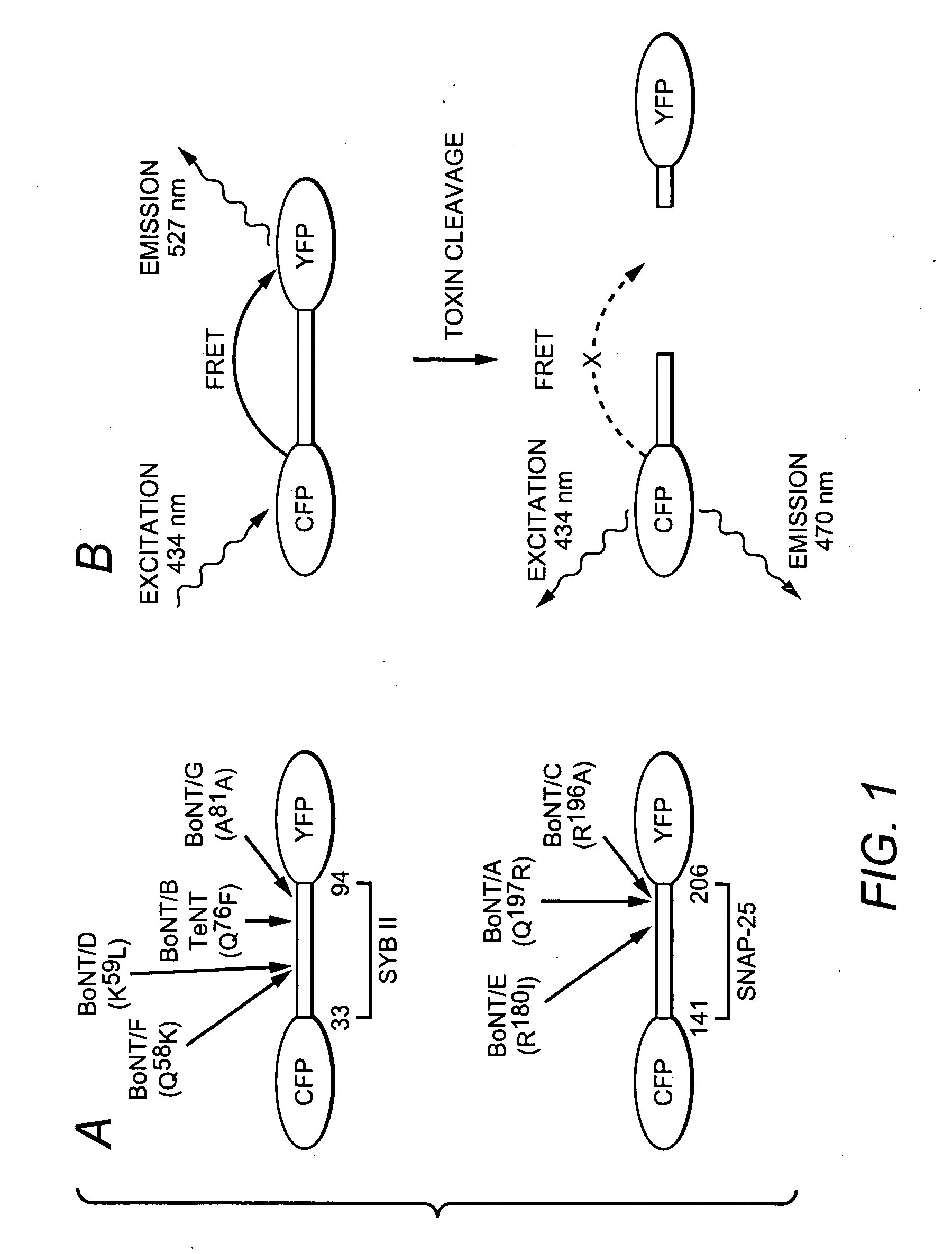 Resonance Energy Transfer Assay with Cleavage Sequence and Spacer