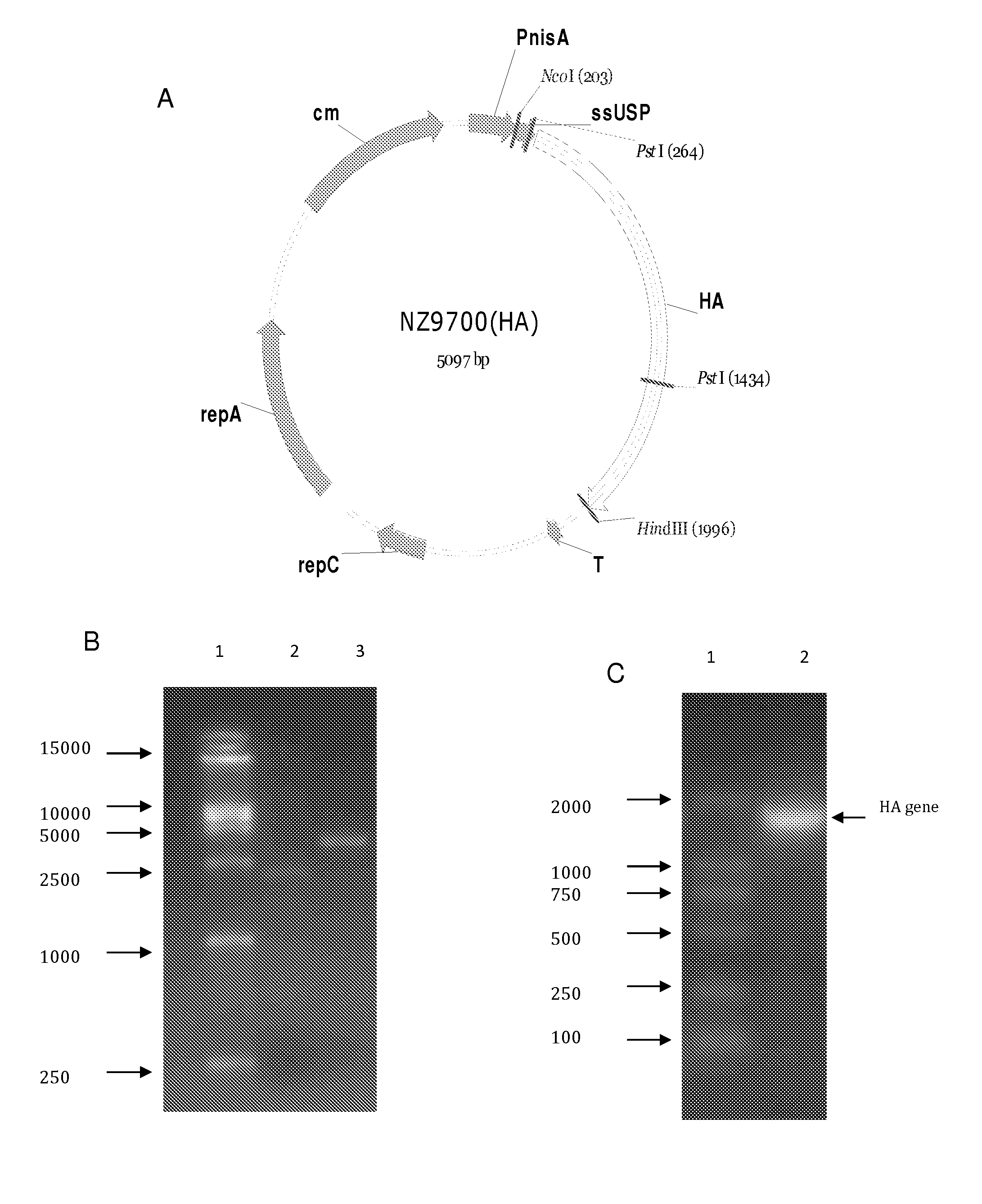 Oral vaccines produced and administered using edible micro-organism