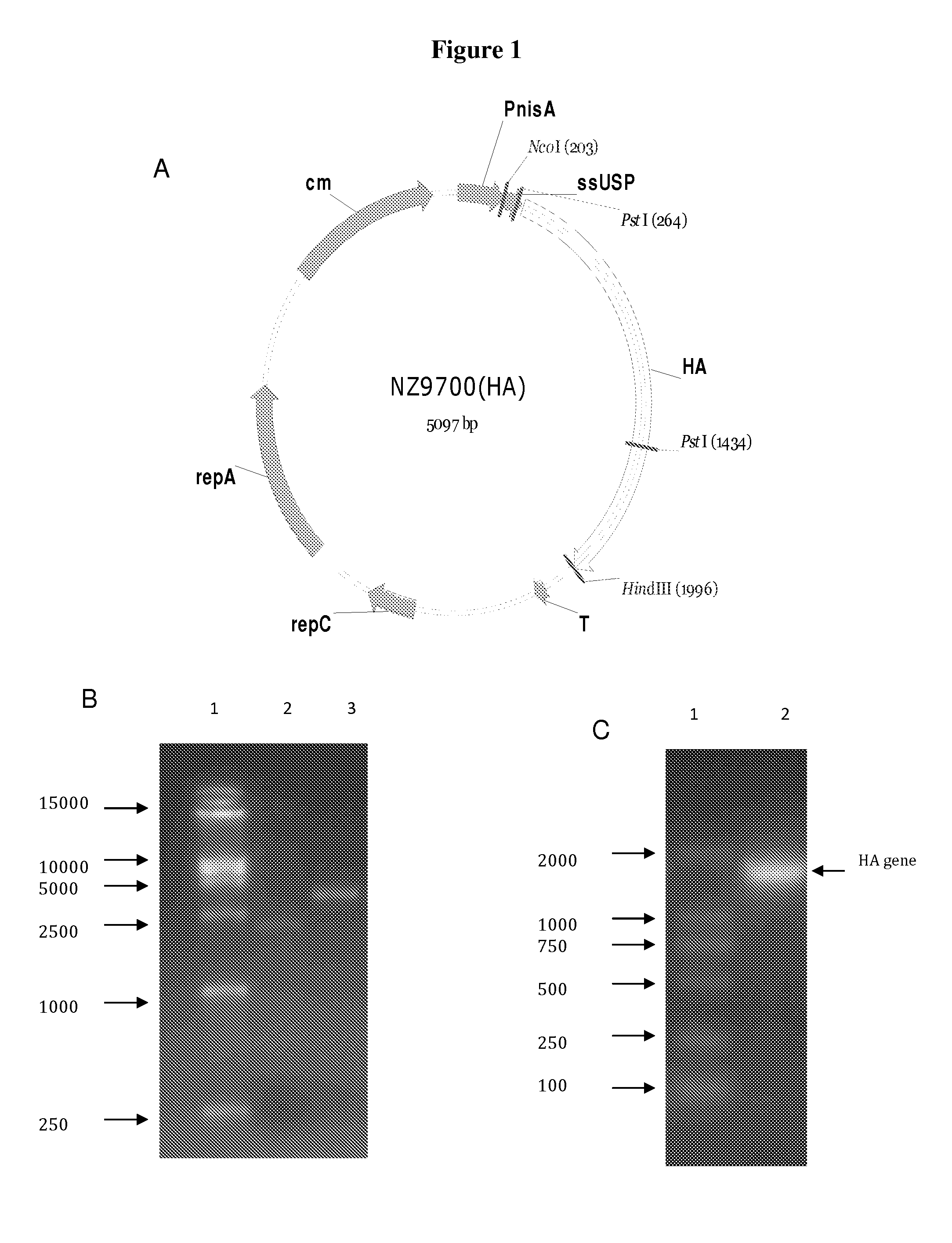 Oral vaccines produced and administered using edible micro-organism