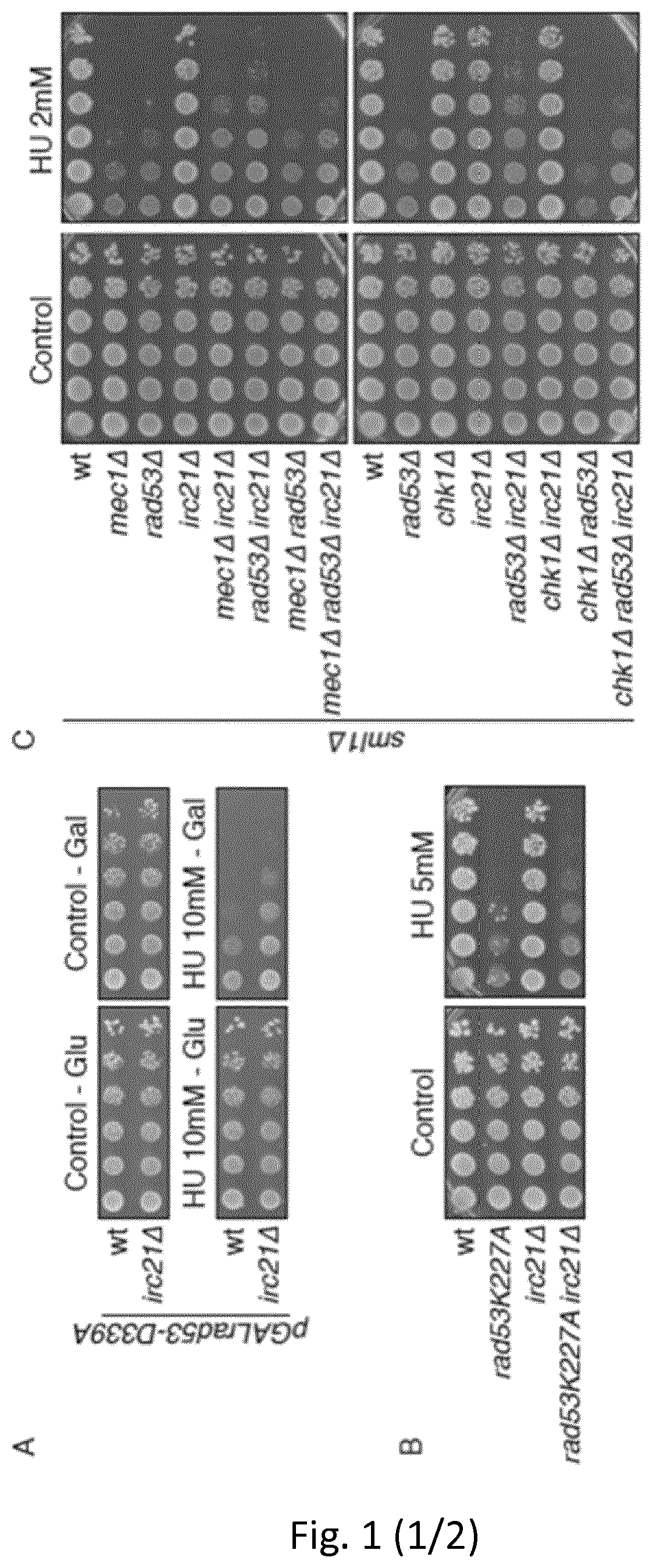 Therapy and diagnosis of disease characterized by alterations in the DNA damage response