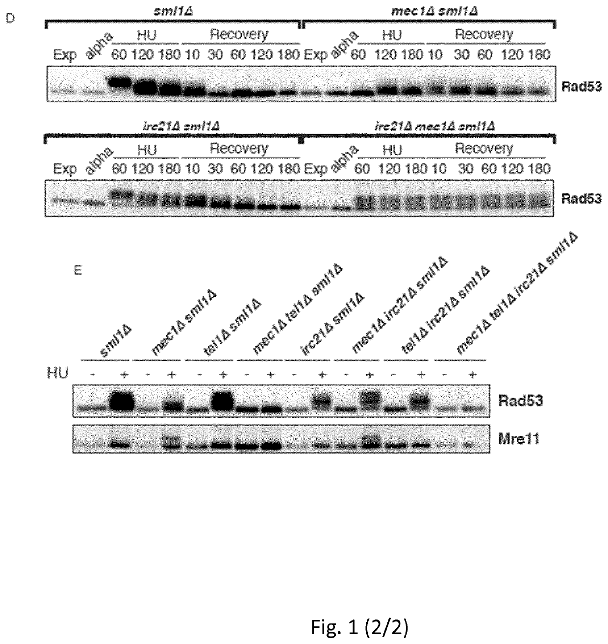 Therapy and diagnosis of disease characterized by alterations in the DNA damage response