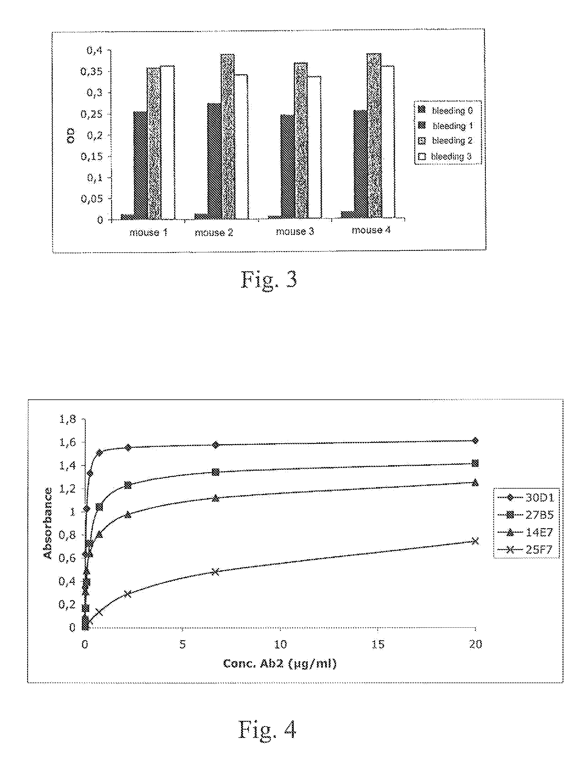 Anti-idiotypic antibody neutralizing the inhibitor activity of a factor VIII inhibitor antibody