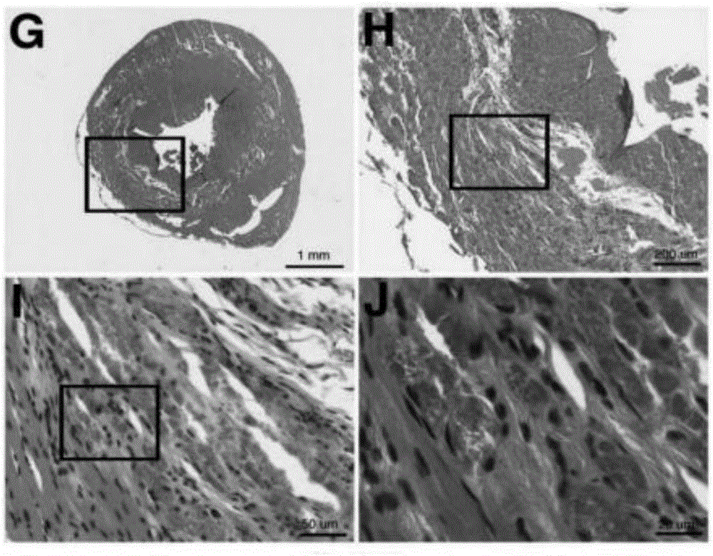 Extraction method and purpose of renewable particles of umbilical cord blood